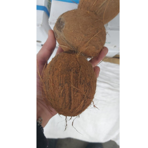 Cosecha de temporada de coco semi descascarillado con larga vida útil comúnmente utilizada en la producción de jugo al por menor de exportación - Product Image 2