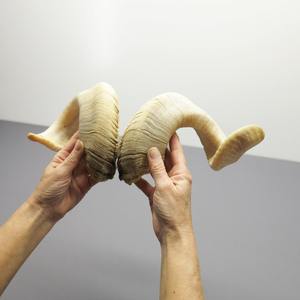 เขาแกะธรรมชาติเป็นมิตรกับสิ่งแวดล้อมสำหรับงานหัตถกรรมแบบดั้งเดิมและงานแกะสลักช่างฝีมือ - Product Image 2