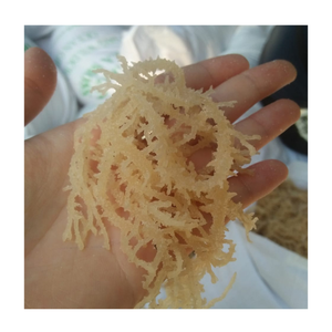 Algues Eucheuma Cottonii lavées et séchées au soleil Mousse de mer séchée Algues crues Origine du Vietnam en vrac Options d'emballage - Product Image 1