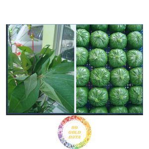 ใบมันสำปะหลังธรรมชาติจากเวียดนาม - Product Image 2