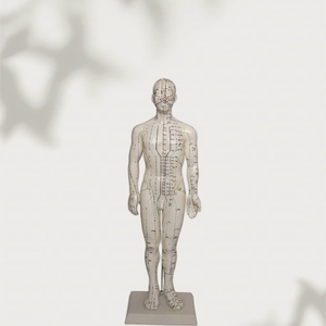 Modelo de Acupuntura Masculino de PVC de 50 cm para Enseñanza de Ciencias Médicas - Product Image 3
