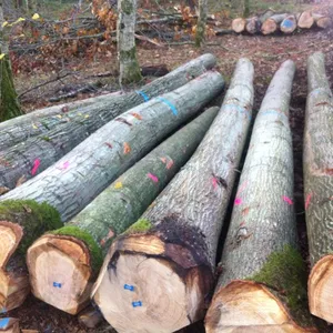 German Red Oak Logs, ABC Grade, 30cm+, 80% 40cm+ 3.0 - 11.6m shipped form Europe in 40Ft Containers