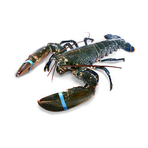 Prix d'usine pour homard entier cru, fourni pour l'approvisionnement en gros et le commerce de gros. - Product Image 3