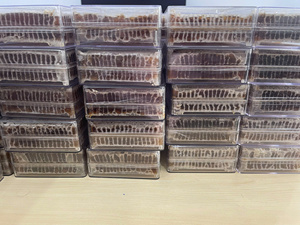 Miel en panal, producto a granel con células de miel intactas y perfil de sabor equilibrado para comercio internacional - Product Image 4