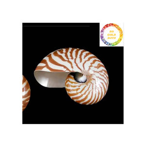 Conchas Nautilus decorativas de Vietnam pulidas para exhibición temática oceánica Configuración de Acuario y suministros de arte - Product Image 4