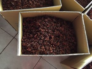 VENTA CALIENTE DE ANÍS ESTRELLADO 2025-ESPECIAS DE ANÍS ESTRELLADO VIETNAMÉS-Venta al por mayor de Vietnam // Sra. Beatrix - Product Image 6