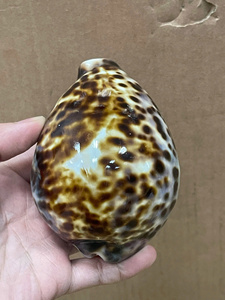 เปลือกหอยโคบาลเสือขาวลายเสือดาวทะเลสีดำสำหรับนักออกแบบเครื่องประดับและร้านขายลูกปัดงานฝีมือตามธรรมชาติจากเวียดนาม - Product Image 4