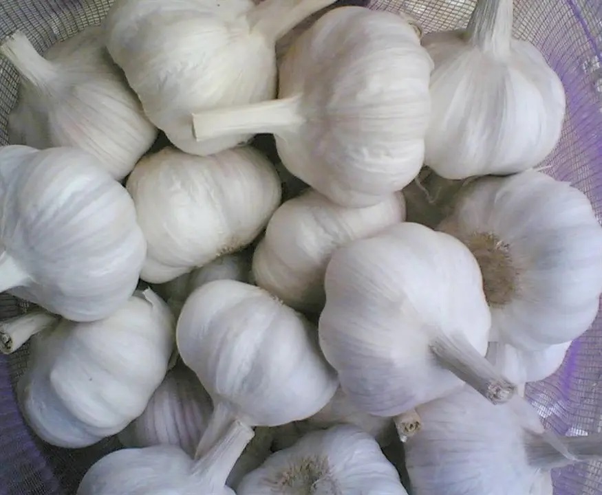 Wholesale Premium Quality Garlic Vegetables Fresh Normal White Garlic All Size Quality Fresh Garlic