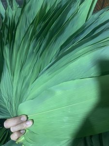 Fournisseur en gros de feuilles de bambou congelées pour les fabricants alimentaires mondiaux - Product Image 3