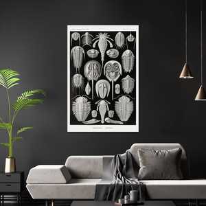 รูปแบบศิลปะของอี. ฮาเคิลในธรรมชาติ - โปสเตอร์รูปสัตว์ แผ่นที่ 47 ศิลปะติดผนังกระดาษ - Product Image 1