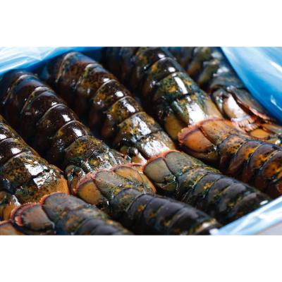 Mariscos Langosta fresca y congelada, colas de langosta a la venta...