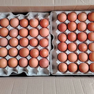 Huevos Frescos de Gallina de Granja, Venta al Mejor Precio - Product Image 1