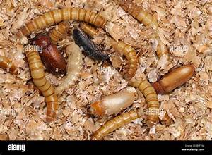 EXTRACTO DE HOJAS TERMINALIA CATAPPA A BASE DE PLANTAS PARA EL SISTEMA INMUNE NATURAL APOYO ETIQUETA LIMPIA PRODUCTO - Product Image 3