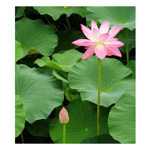 ใบบัวสดห่ออาหารจากผู้ผลิตเวียดนามราคาถูกที่สุด - Product Image 3