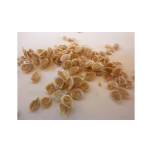 Bán buôn tươi Cà chua hạt giống, cà chua, thu hoạch - Product Image 6