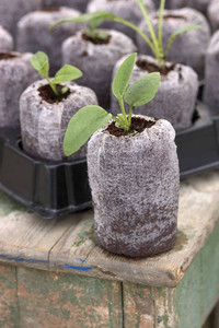 เมล็ดพันธุ์ 99 GOLD DATA Midu Natural Coco Fiber ใน Jiffy Block Jiffy Coco Peat Coir Disc Peat สำหรับปลูกต้นไม้ - Product Image 5