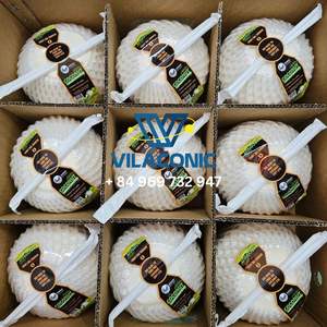 COCO JOVEN FRESCO PRECIO BARATO AL POR MAYOR (FÁCIL DE ABRIR CON BOTÓN DE EMPUJE Y PAJA) MARCA VILACONIC de SOPHIE - Product Image 4