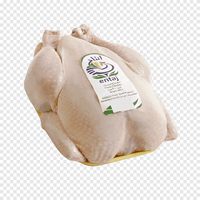 Poulet congelé halal de bonne qualité, entier, propre et frais à bas prix Achetez maintenant en stock de qualité supérieure, livraison rapide à vendre