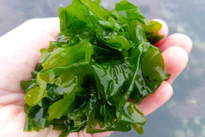 Vente en gros de poudre d'algues séchées Ulva Lactuca Verte Laver Aonori Ulva Lactuca - Product Image 6