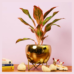Jardinière en métal de taille personnalisée pour décoration intérieure et extérieure de la maison Jardinière en or moderne avec support Pot de fleur élégant pour jardin et salon - Product Image 2