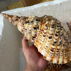 Trompeta Seashells Seashell 99 Gold Data Seashell decoración Shell Natural pulido Shell de Vietnam para proyectos de bricolaje - Product Image 1