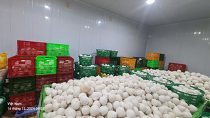 Noix de coco jeunes et fraîches de Ben Tre, Vietnam - Durée de conservation de 60 jours - Product Image 6