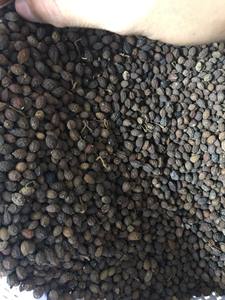 เมล็ดมะละกอจำนวนมากเมล็ดสดเป็นมิตรกับสิ่งแวดล้อมและราคาไม่แพงสำหรับตลาดขายส่งจากข้อมูลทองคำ99 - Product Image 3