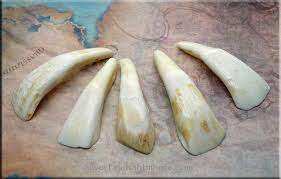 ควายกระดูกฟันสำหรับทำเครื่องประดับ - Product Image 5