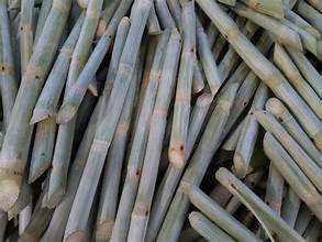 ÉTIQUETTE PROPRE CANNE À SUCRE CONGELÉE DE QUALITÉ SUPÉRIEURE UTILISATION À BOIRE À BASE DE PLANTES NATURELLES - Product Image 5