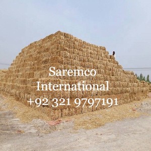 Fardos de heno de paja de trigo de primera calidad, fardos de heno de paja de trigo para ganado, caballos, camellos y ovejas, alimento Natural secado al sol - Product Image 3
