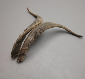 Corne de chèvre Shofar article de décoration murale dernières pièces corne de chèvre de haute qualité prix de gros forme naturelle - Product Image 5