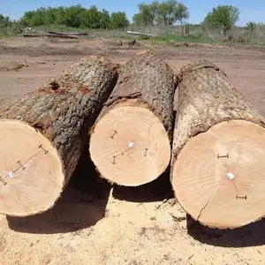 Acacia wood logs at very competitive price