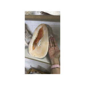 Coquilles décoratives d'oursin en vrac pour la décoration intérieure projets d'art artisanal coquilles naturelles délicates idéales pour la conception côtière - Product Image 2