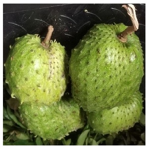 Fruit de corossol de qualité lisse - Product Image 6