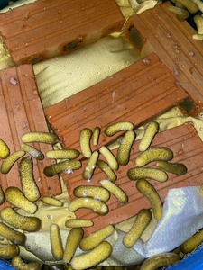 Pepino encurtido superventas de alta calidad en Vietnam Pepino encurtido para bebés, pepinillos encurtidos para bebés Precio bajo - Product Image 2