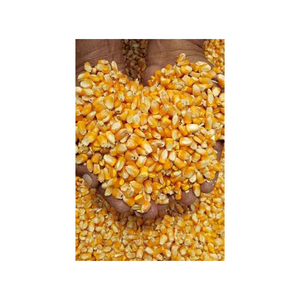 Mejor venta de calidad agrícola Corp producto maíz grano de maíz Natural puro de maíz amarillo maíz - Product Image 5