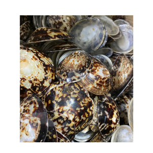 Beachcombers Delight: Coquillages Naturels à Vendre - Product Image 1