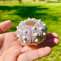 Belle coquille de spoutnik coquilles d'oursins naturelles côtières pour faire des ornements et des jouets de bricolage pour les enfants