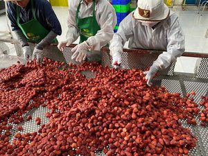 Fraises lyophilisées OEM, ingrédient de fruits biologiques pour la vente au détail, collation saine, processus de lyophilisation, fraises séchées, emballage personnalisé, Vietnam - Product Image 3