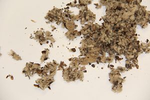 Cáscara de Semilla de Algodón - Fabricante KBS Sudáfrica Almacenamiento en Frío y Seco Vida Útil de 24 Meses Consumo Animal +27739729209 - Product Image 3