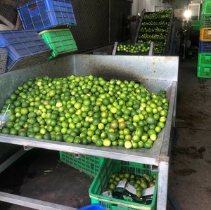 Limón Verde Fresco sin Semillas de Vietnam, Fruta Cítrica Fresca Natural con Calidad de Exportación y Buen Precio para Exportación - Product Image 2
