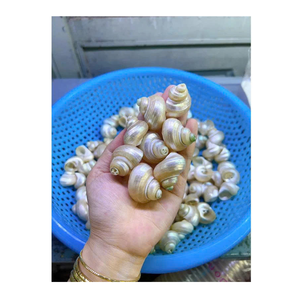 Concha de concha seleccionada a mano en blanco y verde por 99 Gold Data Vietnam para decoración temática marina y arte de concha - Product Image 4