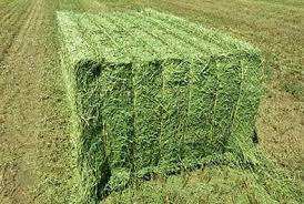 Rhodes Herbe Luzerne Foin Grade a Emballage en vrac Alimentation animale - Product Image 3