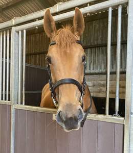 Equipo de tachuela anatómica de caballo de cuero auténtico hecho a medida precio al por mayor envío directo disponible - Product Image 4