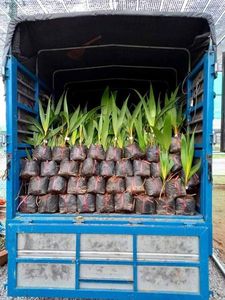 La noix de coco siamoise verte naine a une hauteur de germination de 30-50cm, récoltée après 2-3 ans avec un rendement élevé 2025 - Product Image 2