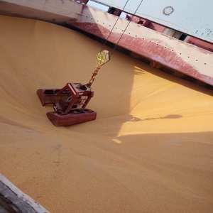 ข้าวโพดเหลืองแห้งสำหรับอาหารสัตว์ |   ข้าวโพดเหลืองเกรดอาหารสัตว์ จำหน่ายจำนวนมาก - Product Image 4