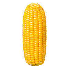 Maíz Blanco y Amarillo Orgánico Seco para Alimentación Animal, Tipo Cultivado, en Venta en Tailandia - Product Image 4