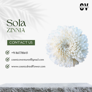 Flor de Zinnia Sola de Primera Calidad Popular para Decoración de Graduación, Bodas, Hogar y Oficina, Arreglo de Flores Secas Ecológico - Product Image 3