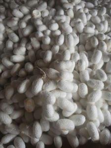 Fournisseur en gros d'exportation de cocon de soie naturelle du Vietnam, traitement de beauté haut de gamme - Product Image 6