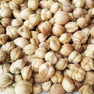 Cardamomo Blanco Orgánico Indonesio de Alta Calidad, Agricultura Premium, 6 Meses de Vida Útil, Listo para Usar, Precios Competitivos, Venta al Por Mayor - Product Image 1